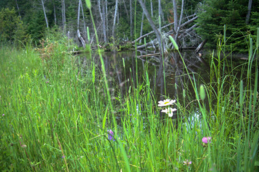 Hub of Aroostook