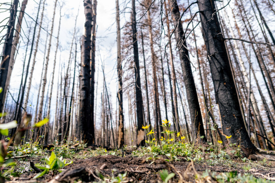 Are Wildfires Changing Bikepacking?