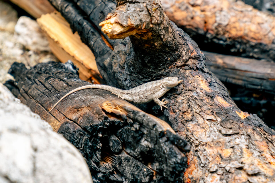 Are Wildfires Changing Bikepacking?
