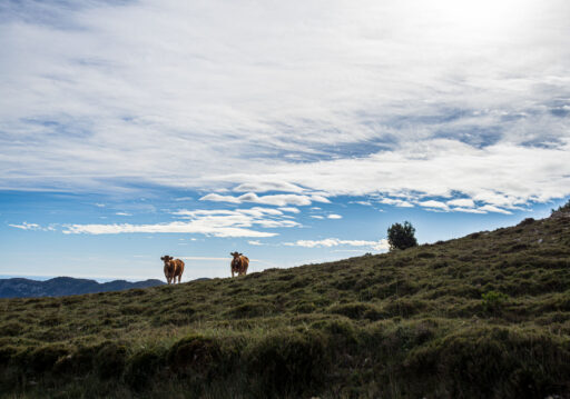 Estrets d'Arnes Loop