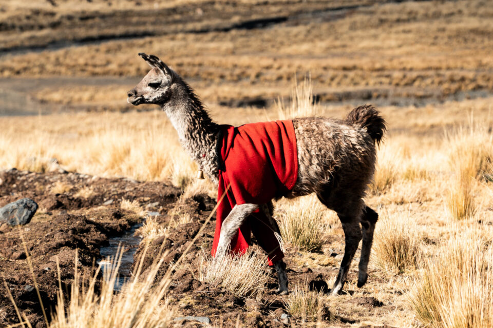 Bikepacking Mama Coca Bolivia