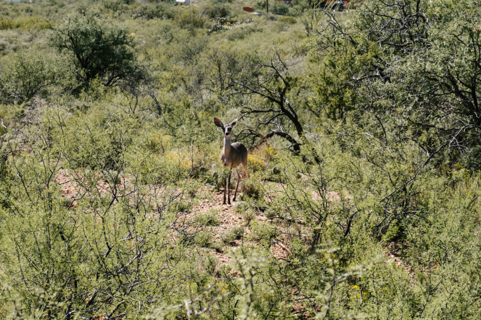 2026 Arizona Trail Race