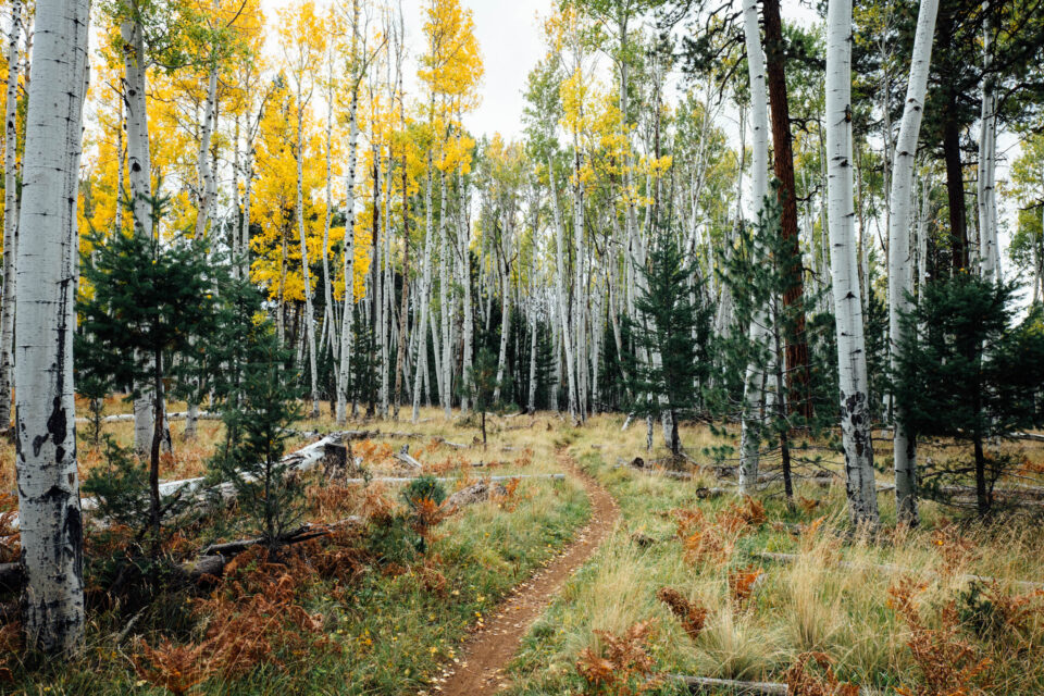 2026 Arizona Trail Race