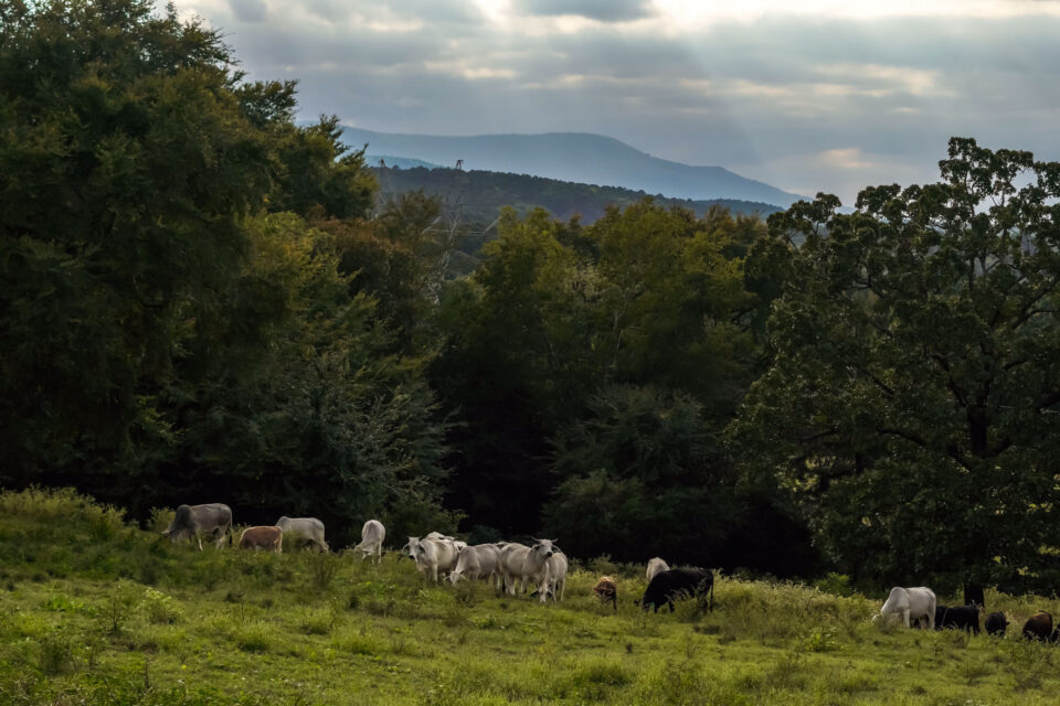 2026 arkansas high country race preview