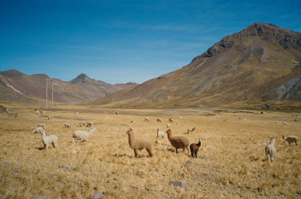 Alma Andina Race Poli Berber