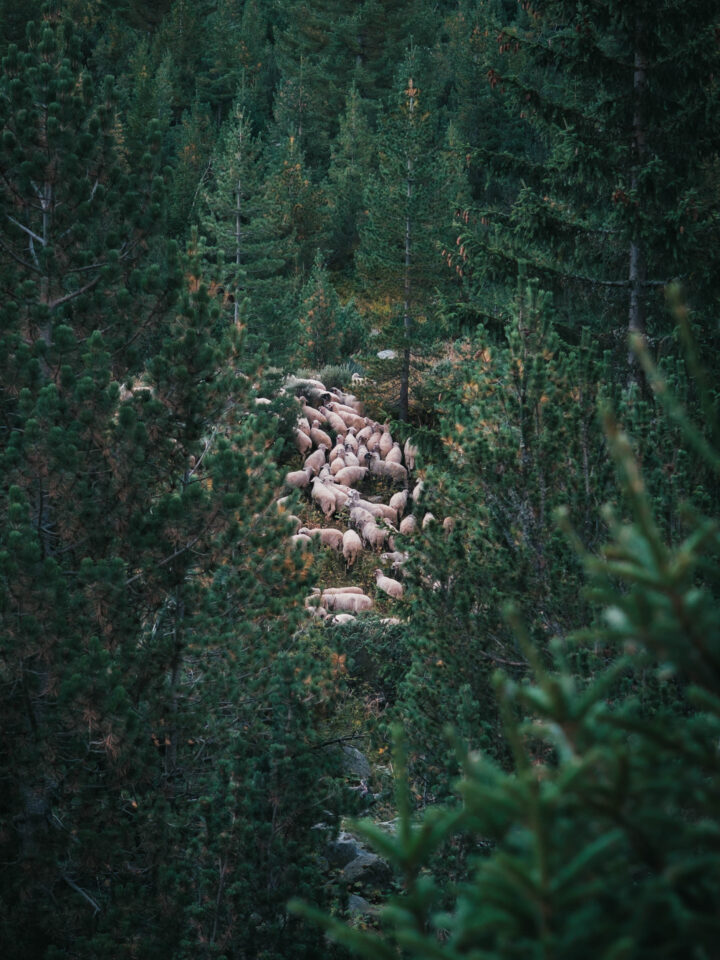 Bikepacking Rhodope Mountains
