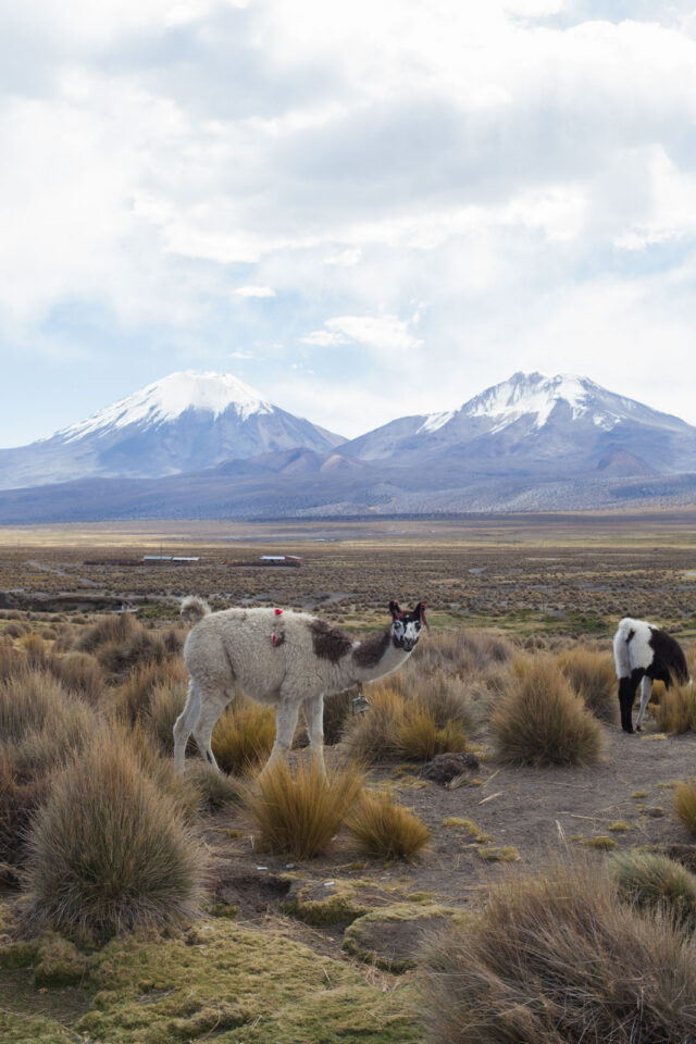 Ruta de las Vicunas Clotaire