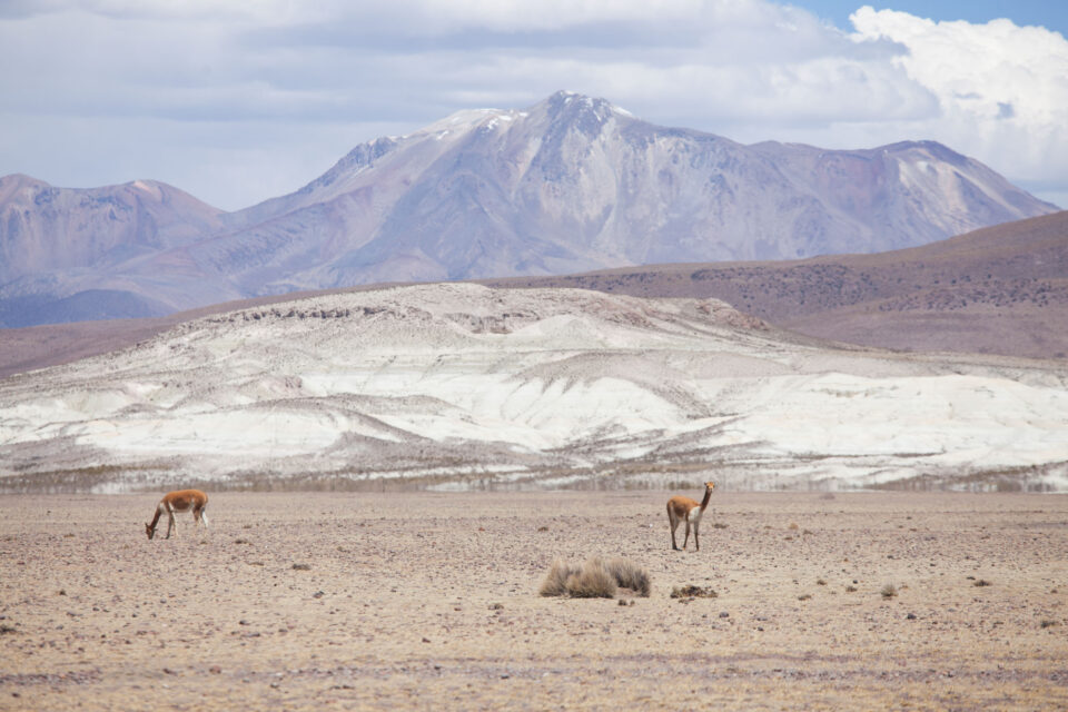 Ruta de las Vicunas Clotaire
