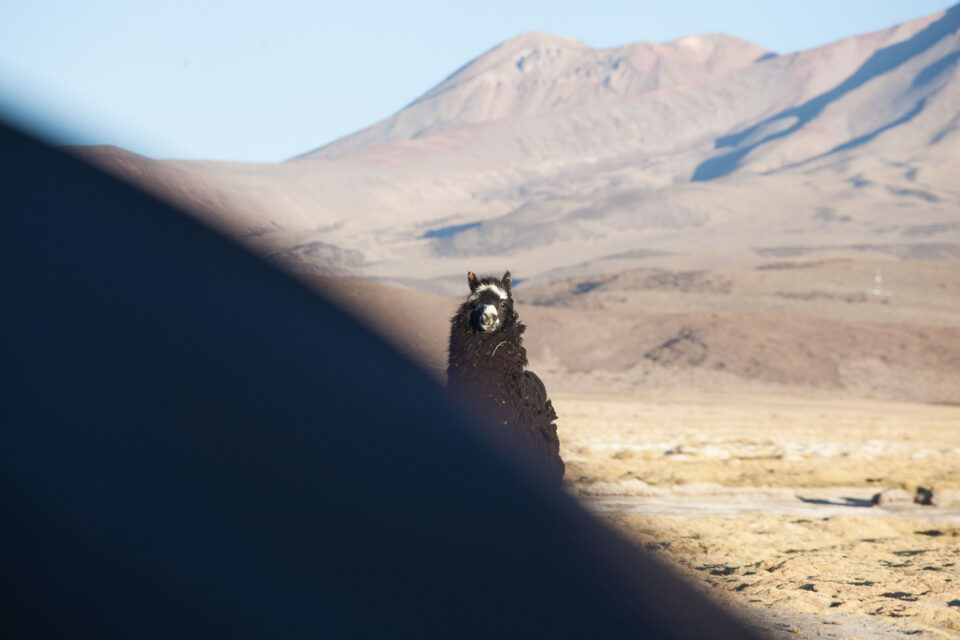 Ruta de las Vicunas Clotaire