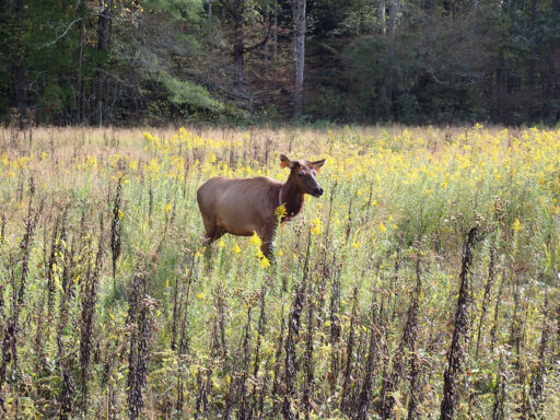 Great Smoky Mountains Traverse